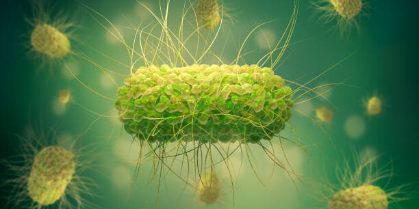 Salmonella is a bacterium that causes food poisoning in humans. 3D illustration